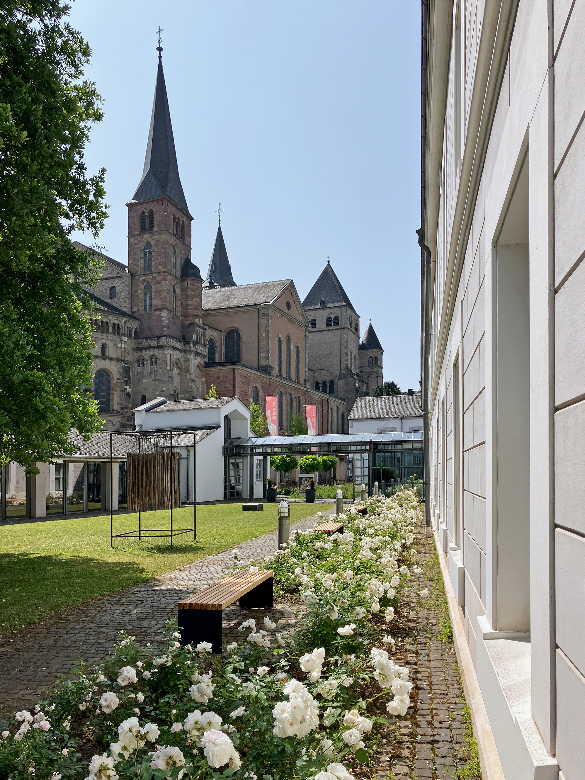 Garten des Museums am Dom Trier mit Blick auf den Triere Dom. Im Vordergrund sieht man weiße Rosen.